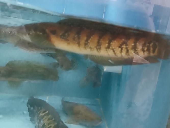 河山坑魚的飼養方法，山坑魚原生態喂龍魚喂虎魚，河山坑魚喂食龍魚和虎魚的混養方法