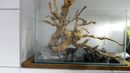 龍魚掉眼是龍魚掉眼是龍魚掉眼的原因及治療方法是否會(huì)引起側(cè)游，龍魚掉眼怎么辦