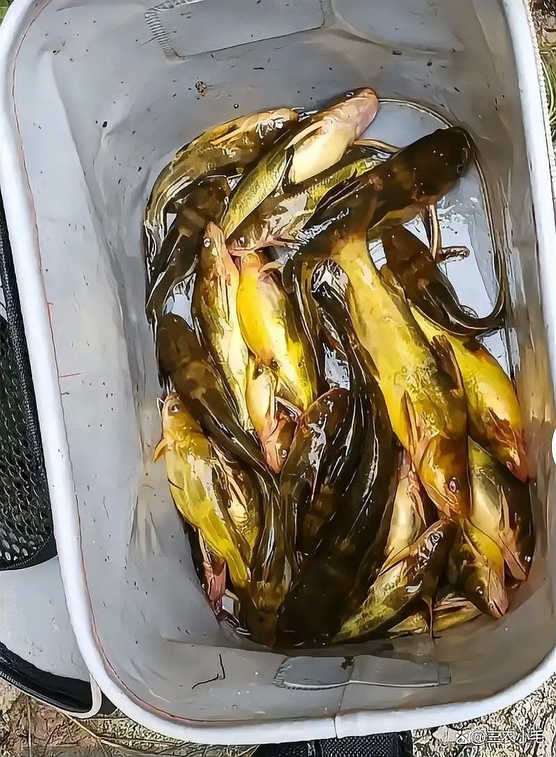 鄭州龍魚是雜魚嗎？，鄭州龍魚屬于雜魚嗎？