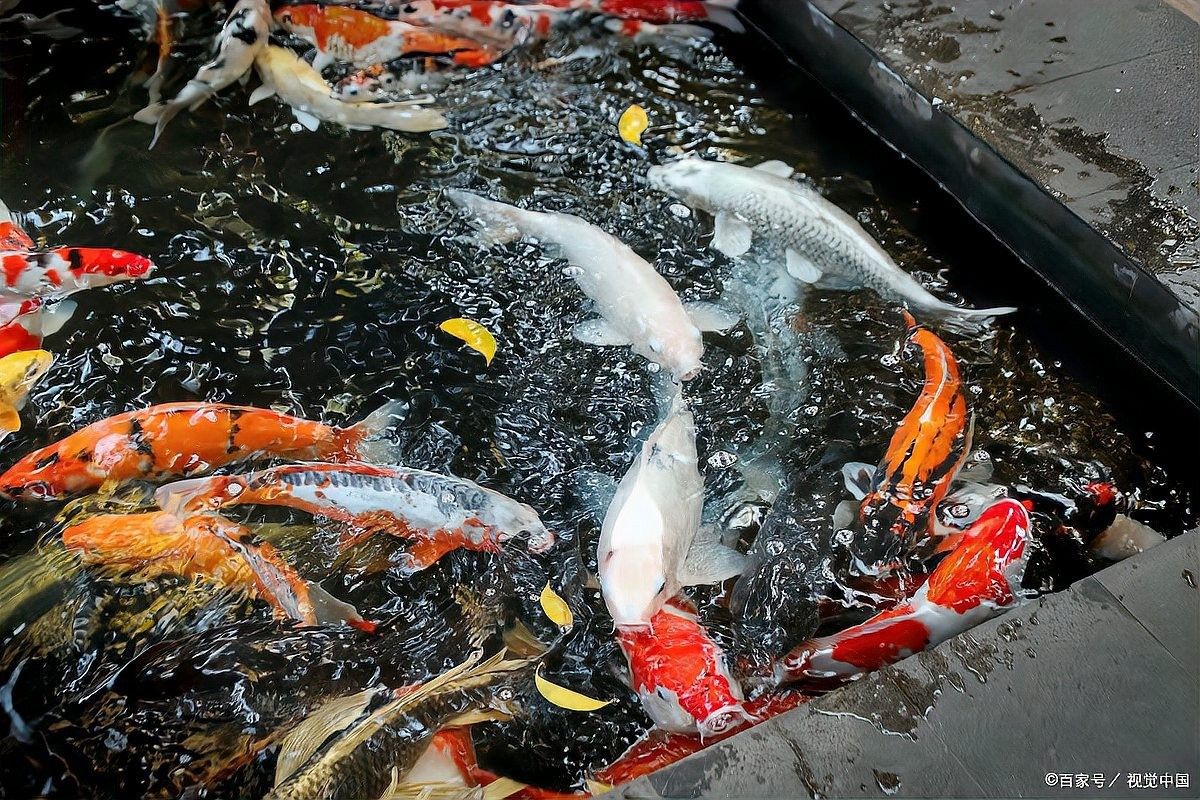 龍魚喂太飽的四大危害，別再讓它吃撐了，星子龍魚喂太飽的四大危害別再讓它吃撐了全民小視頻