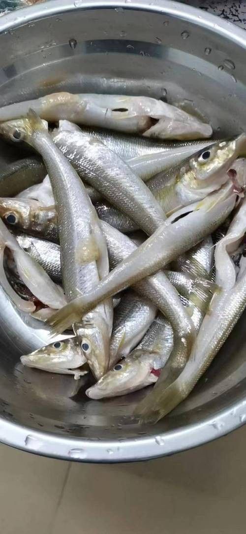 紅勾丁銀板魚的飼養方法，紅丁魚的飼養方法及飼養方法，紅丁魚圖片及其特點