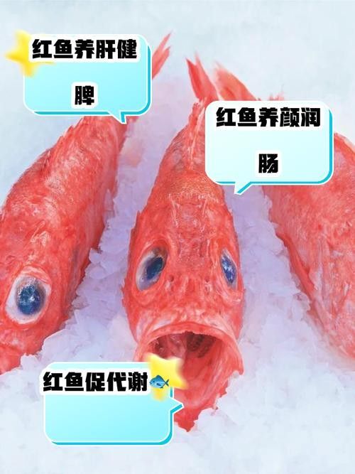 紅勾丁銀板魚的飼養方法，紅丁魚的飼養方法及飼養方法，紅丁魚圖片及其特點
