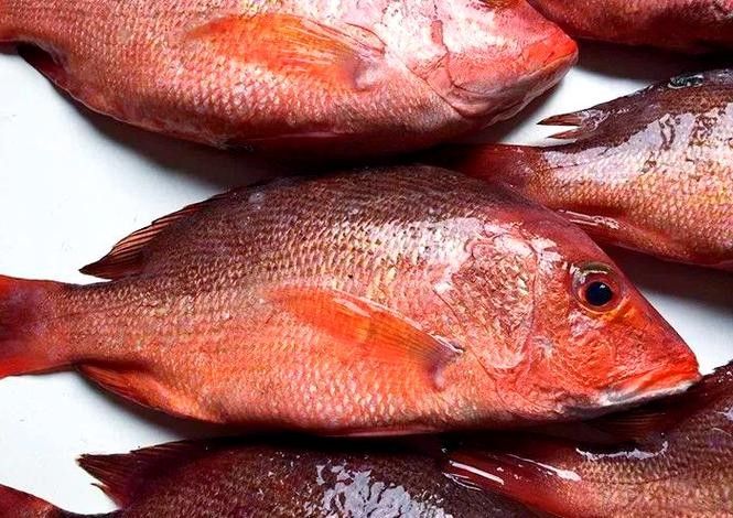 紅勾丁銀板魚的飼養方法，紅丁魚的飼養方法及飼養方法，紅丁魚圖片及其特點