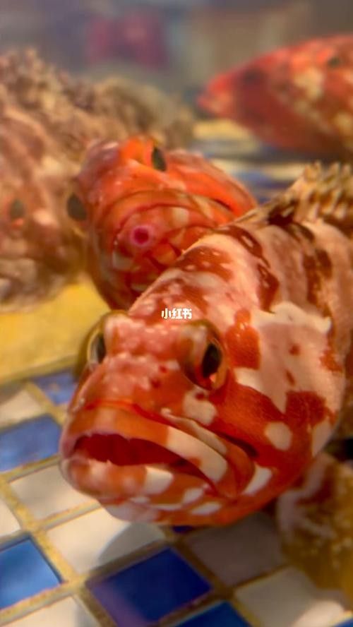 紅勾丁銀板魚的飼養方法，紅丁魚的飼養方法及飼養方法，紅丁魚圖片及其特點