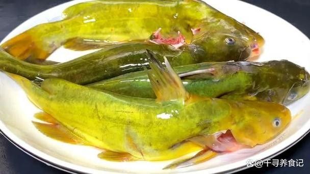 紅勾丁銀板魚的飼養方法，紅丁魚的飼養方法及飼養方法，紅丁魚圖片及其特點