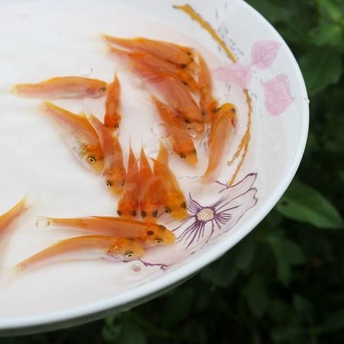 紅勾丁銀板魚的飼養方法，紅丁魚的飼養方法及飼養方法，紅丁魚圖片及其特點