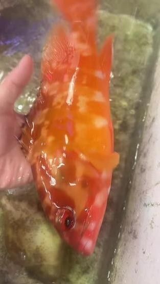 紅勾丁銀板魚的飼養方法，紅丁魚的飼養方法及飼養方法，紅丁魚圖片及其特點