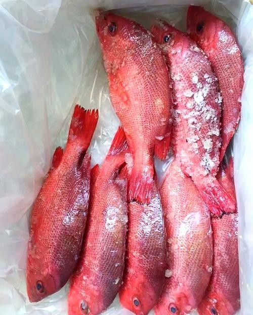 紅勾丁銀板魚的飼養方法，紅丁魚的飼養方法及飼養方法，紅丁魚圖片及其特點