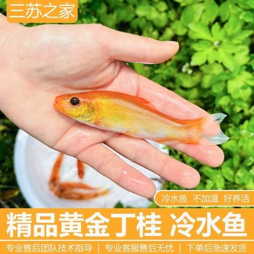紅勾丁銀板魚的飼養方法，紅丁魚的飼養方法及飼養方法，紅丁魚圖片及其特點