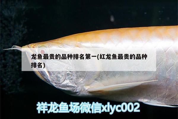招財貓魚和龍魚能否混養？，招財貓魚和龍魚可以混養嗎