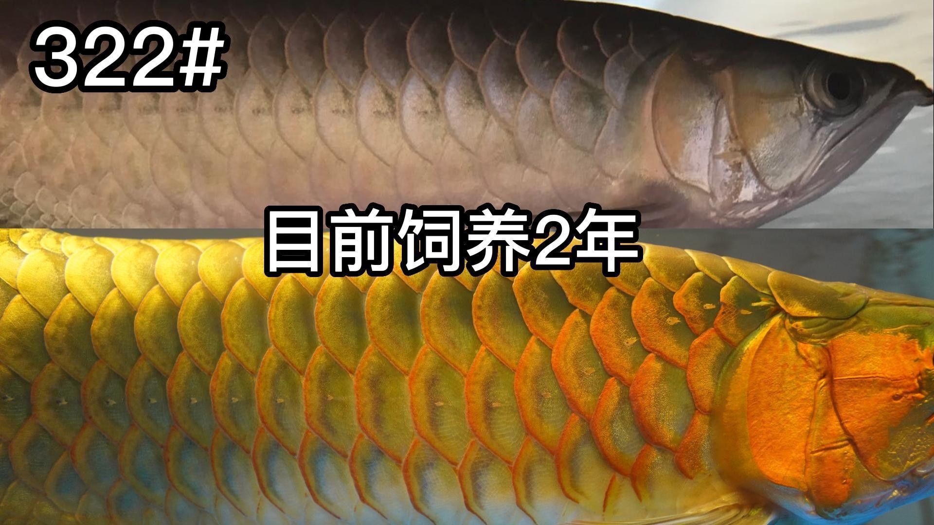 紅龍魚幾年成年能活多久？紅龍魚的最佳飼養溫度是多少？，紅龍魚2年時間可以長到約10-15厘米的長度