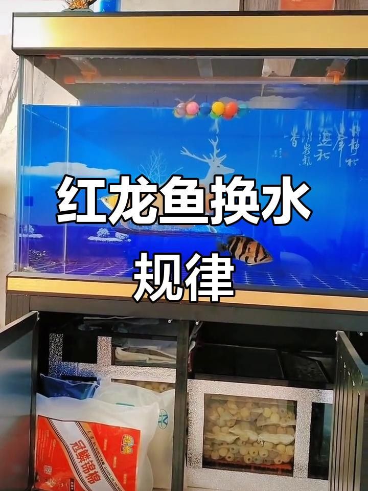 龍魚身上有紅點是怎么回事劉芳家養紅龍注意的幾個點，家養紅龍注意的幾個點，做好了你也是高手隨筆聽