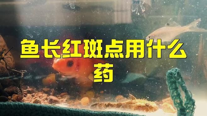 龍魚身上有紅點是怎么回事劉芳家養紅龍注意的幾個點，家養紅龍注意的幾個點，做好了你也是高手隨筆聽