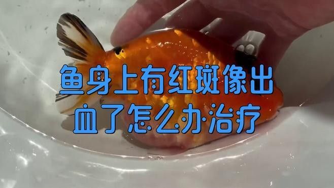龍魚身上有紅點是怎么回事劉芳家養紅龍注意的幾個點，家養紅龍注意的幾個點，做好了你也是高手隨筆聽