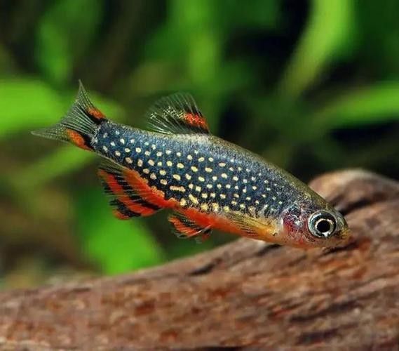 金鉆魚的飼養(yǎng)難度如何，火翅金鉆燈魚的飼養(yǎng)難度如何，火翅金鉆了解異型魚:“l(fā)200金鉆”和“l(fā)200a鯊帆金鉆”