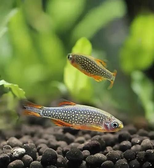 金鉆魚的飼養難度如何，火翅金鉆燈魚的飼養難度如何，火翅金鉆了解異型魚:“l200金鉆”和“l200a鯊帆金鉆”