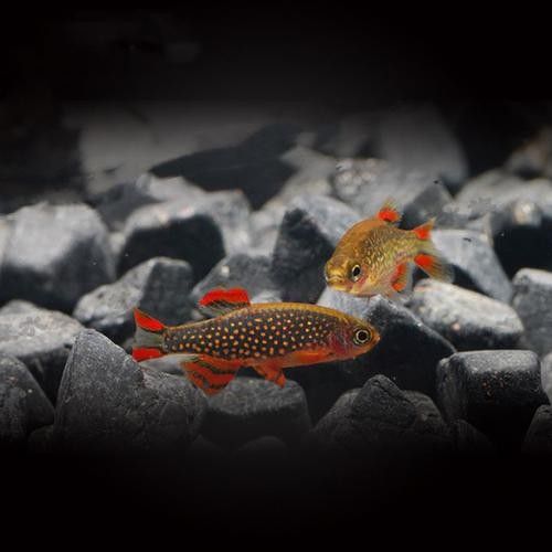 金鉆魚的飼養難度如何，火翅金鉆燈魚的飼養難度如何，火翅金鉆了解異型魚:“l200金鉆”和“l200a鯊帆金鉆”