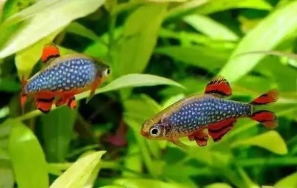金鉆魚的飼養難度如何，火翅金鉆燈魚的飼養難度如何，火翅金鉆了解異型魚:“l200金鉆”和“l200a鯊帆金鉆”