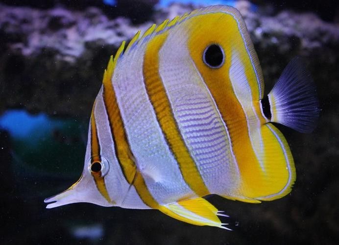金鉆魚的飼養難度如何，火翅金鉆燈魚的飼養難度如何，火翅金鉆了解異型魚:“l200金鉆”和“l200a鯊帆金鉆”