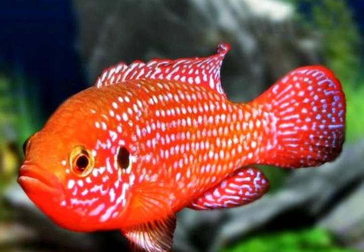 金鉆魚的飼養難度如何，火翅金鉆燈魚的飼養難度如何，火翅金鉆了解異型魚:“l200金鉆”和“l200a鯊帆金鉆”