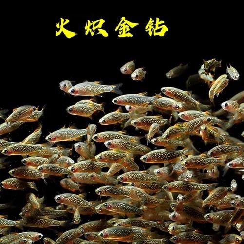 金鉆魚的飼養難度如何，火翅金鉆燈魚的飼養難度如何，火翅金鉆了解異型魚:“l200金鉆”和“l200a鯊帆金鉆”