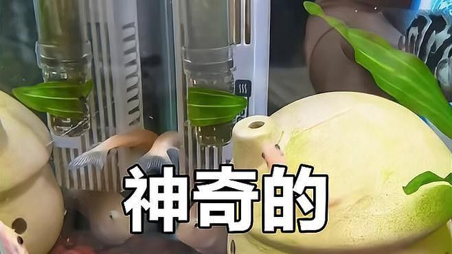 金鉆魚的飼養難度如何，火翅金鉆燈魚的飼養難度如何，火翅金鉆了解異型魚:“l200金鉆”和“l200a鯊帆金鉆”