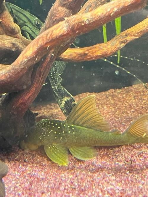 金鉆魚的飼養難度如何，火翅金鉆燈魚的飼養難度如何，火翅金鉆了解異型魚:“l200金鉆”和“l200a鯊帆金鉆”
