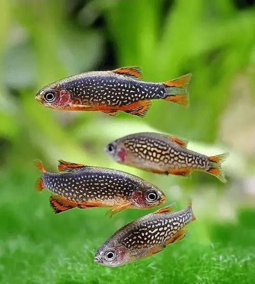 金鉆魚的飼養(yǎng)難度如何，火翅金鉆燈魚的飼養(yǎng)難度如何，火翅金鉆了解異型魚:“l(fā)200金鉆”和“l(fā)200a鯊帆金鉆”