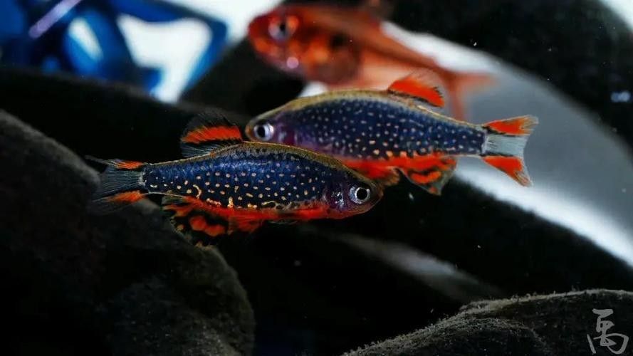 金鉆魚的飼養(yǎng)難度如何，火翅金鉆燈魚的飼養(yǎng)難度如何，火翅金鉆了解異型魚:“l(fā)200金鉆”和“l(fā)200a鯊帆金鉆”
