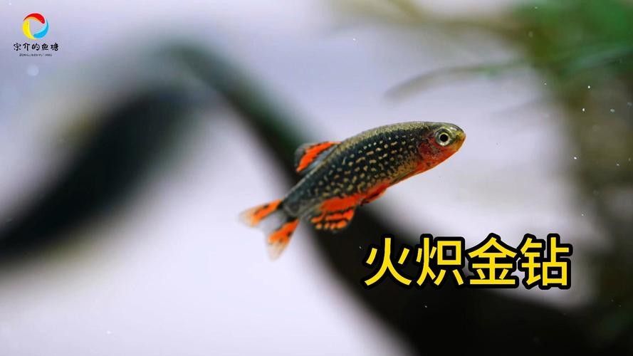 金鉆魚的飼養難度如何，火翅金鉆燈魚的飼養難度如何，火翅金鉆了解異型魚:“l200金鉆”和“l200a鯊帆金鉆”