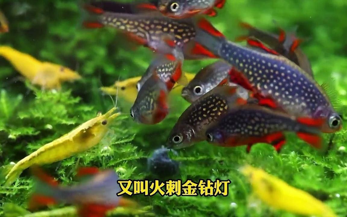 金鉆魚的飼養難度如何，火翅金鉆燈魚的飼養難度如何，火翅金鉆了解異型魚:“l200金鉆”和“l200a鯊帆金鉆”
