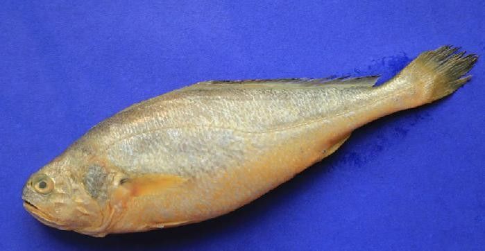 石首龍魚的價格是多少？石首龍魚有哪些飼養難點？，石首龍魚與常見的觀賞龍魚，在哪個國家或地區最常見