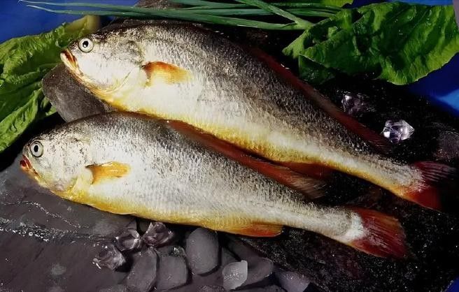 石首龍魚的價格是多少？石首龍魚有哪些飼養難點？，石首龍魚與常見的觀賞龍魚，在哪個國家或地區最常見