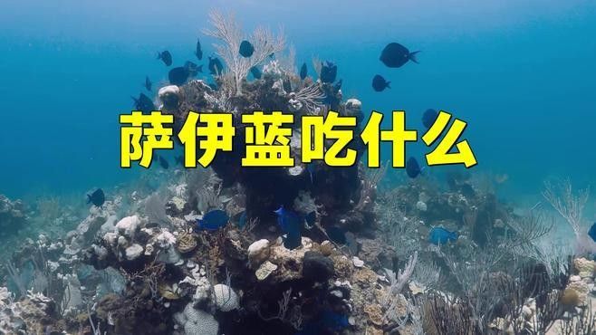 湖南美薩伊藍魚（薩伊藍六間）品種特性、飼養方法大揭秘，湖南美薩伊藍魚的價格是多少