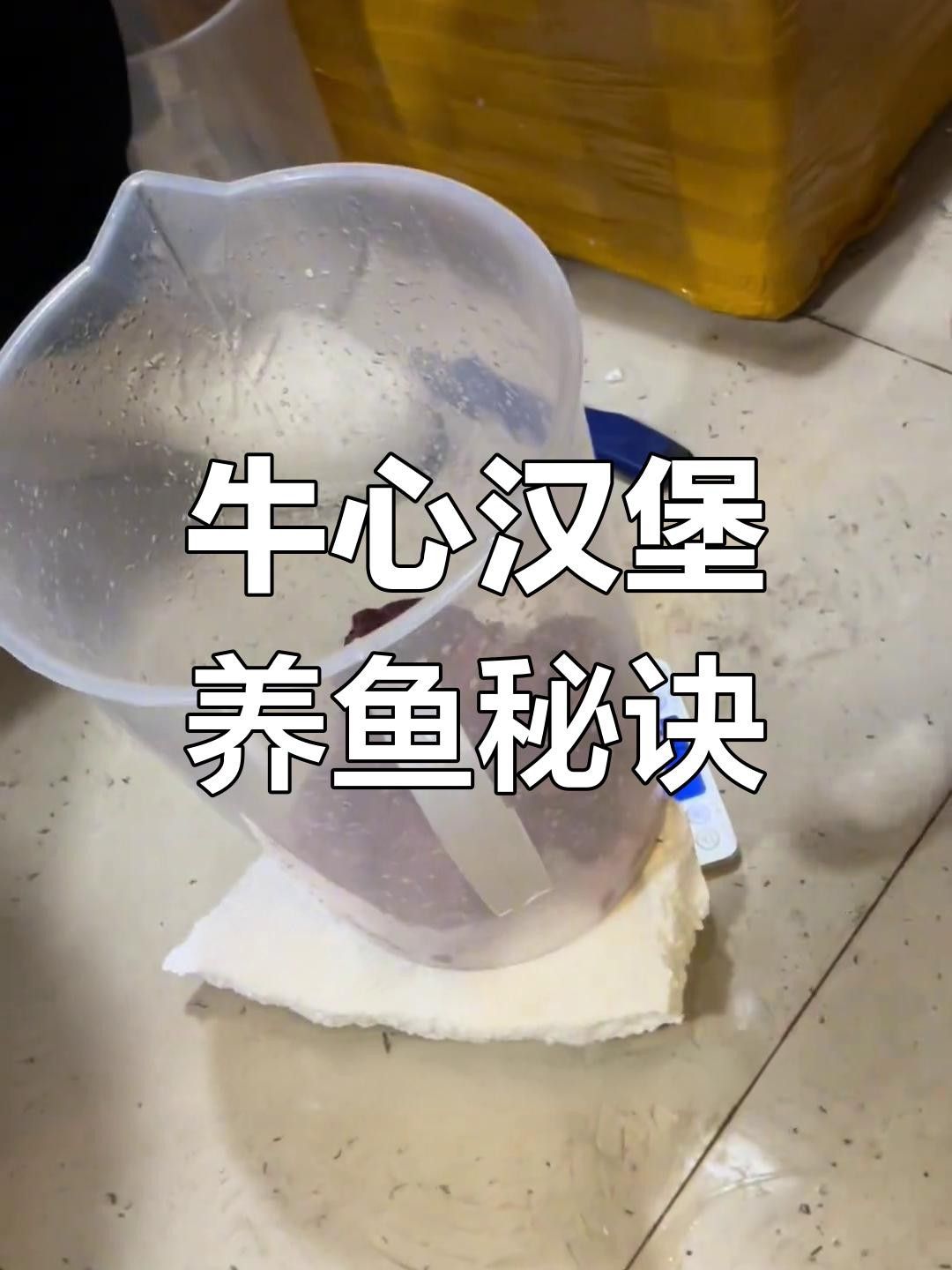 自制牛心漢堡，參照這個(gè)配方，魚(yú)兒100%瘋搶著吃！，水族魚(yú)樂(lè)圈官方新手養(yǎng)魚(yú)牛心漢堡教程分享牛心漢堡的三種做法