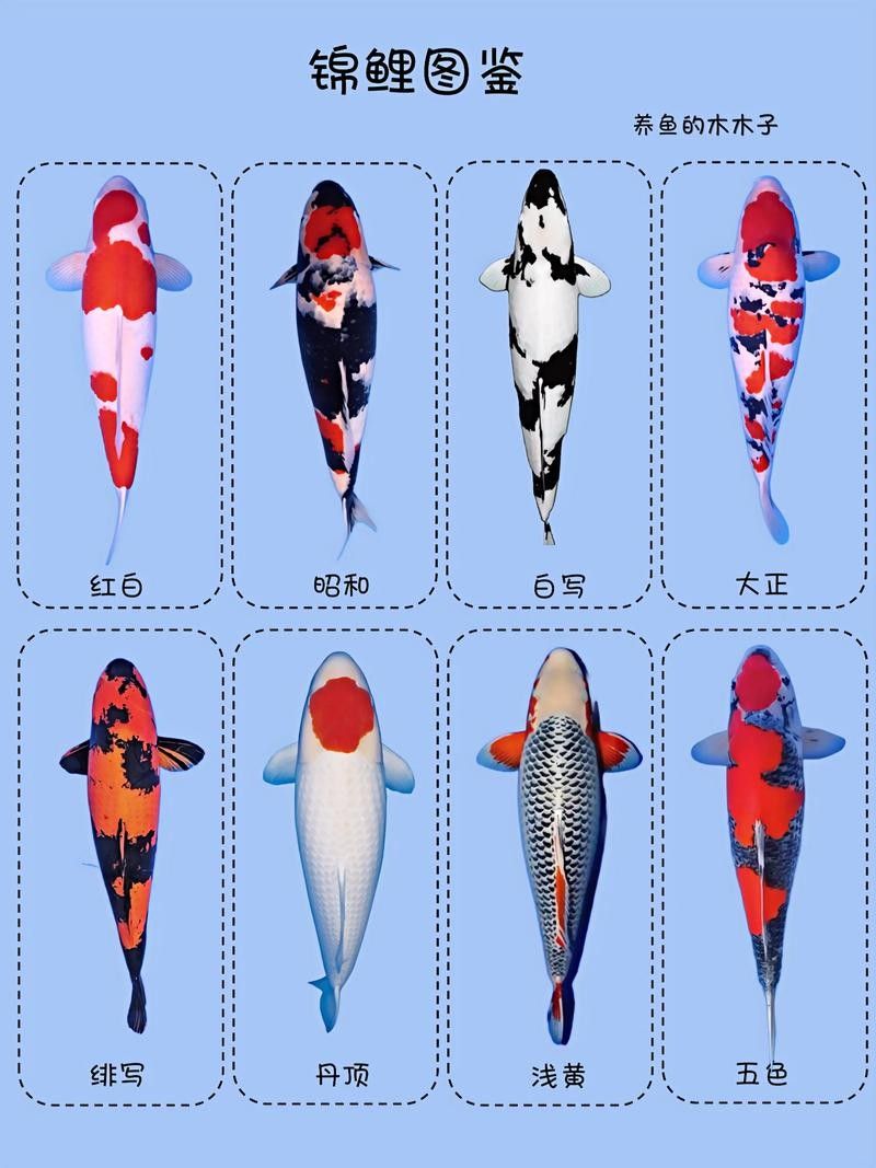 15種錦鯉品種大揭秘，你認(rèn)識(shí)幾個(gè)錦鯉品種大揭秘，15種常見(jiàn)的鯉魚(yú)品種大揭秘