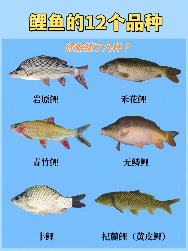 15種錦鯉品種大揭秘，你認(rèn)識(shí)幾個(gè)錦鯉品種大揭秘，15種常見(jiàn)的鯉魚(yú)品種大揭秘