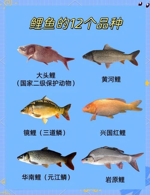 15種錦鯉品種大揭秘，你認(rèn)識(shí)幾個(gè)錦鯉品種大揭秘，15種常見(jiàn)的鯉魚(yú)品種大揭秘