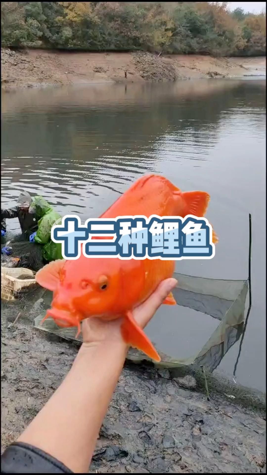 15種錦鯉品種大揭秘，你認(rèn)識(shí)幾個(gè)錦鯉品種大揭秘，15種常見(jiàn)的鯉魚(yú)品種大揭秘