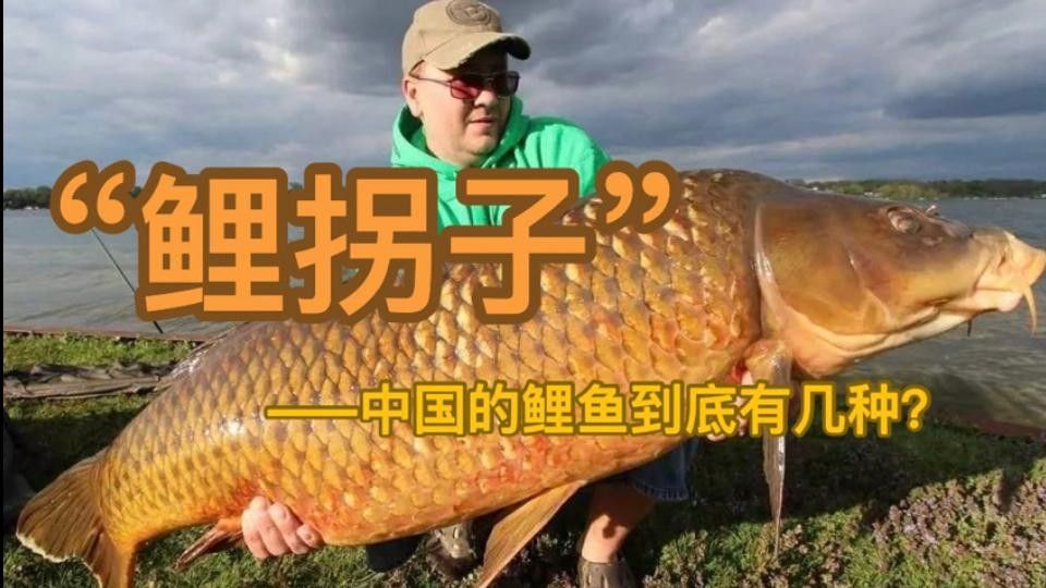 15種錦鯉品種大揭秘，你認(rèn)識(shí)幾個(gè)錦鯉品種大揭秘，15種常見(jiàn)的鯉魚(yú)品種大揭秘