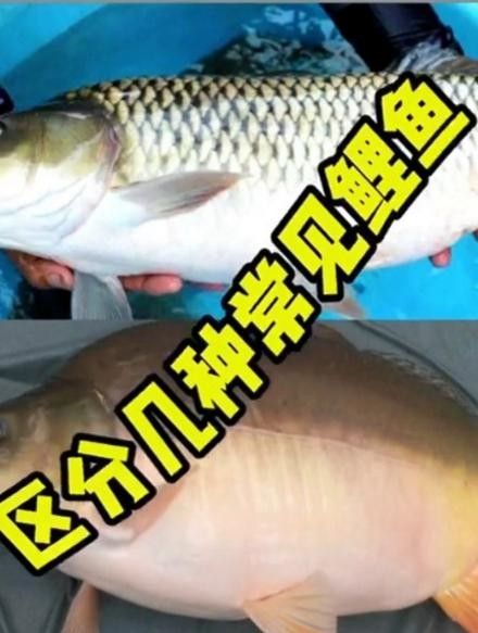 15種錦鯉品種大揭秘，你認(rèn)識(shí)幾個(gè)錦鯉品種大揭秘，15種常見(jiàn)的鯉魚(yú)品種大揭秘