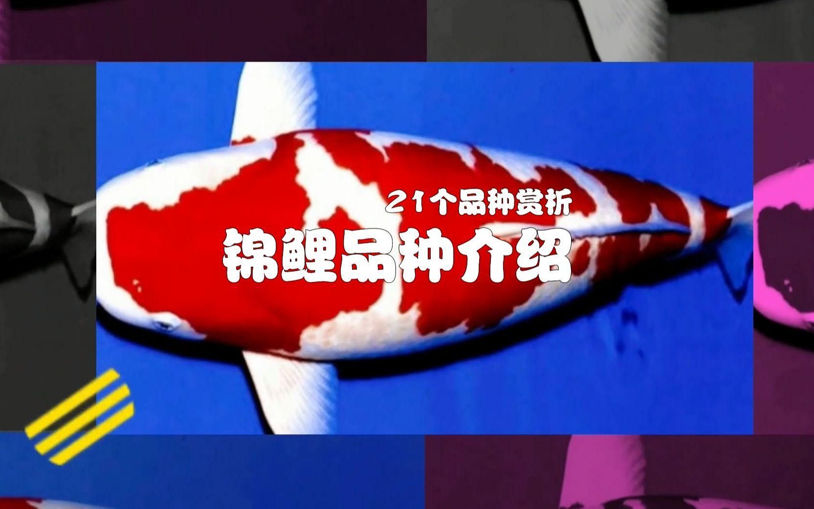 15種錦鯉品種大揭秘，你認(rèn)識(shí)幾個(gè)錦鯉品種大揭秘，15種常見(jiàn)的鯉魚(yú)品種大揭秘