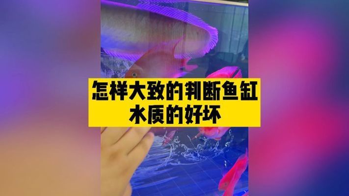 紅龍魚怎么挑選最好的（如何挑選紅龍魚）