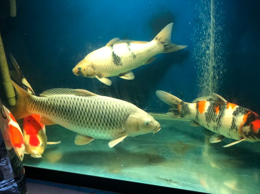 魚類生長的生物學機制，枯山qq評論：這魚越來越壯，枯山qq評論：漂亮