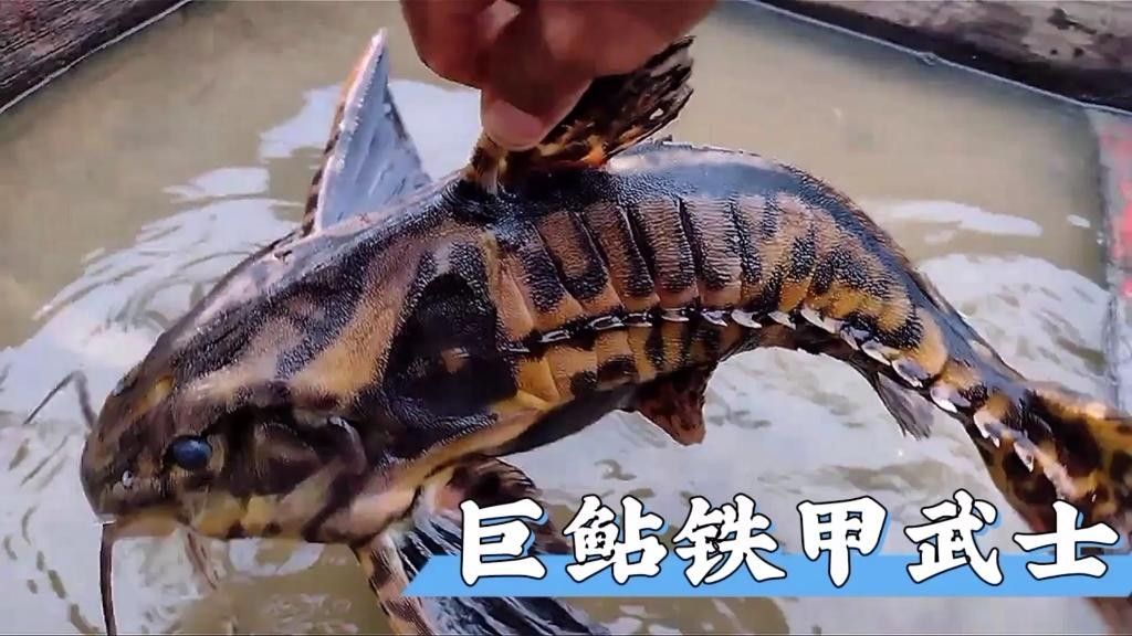 電影《鐵甲武士》的導演是誰鐵甲武士魚的壽命有多長，一身鎧甲的魚，你見過嗎