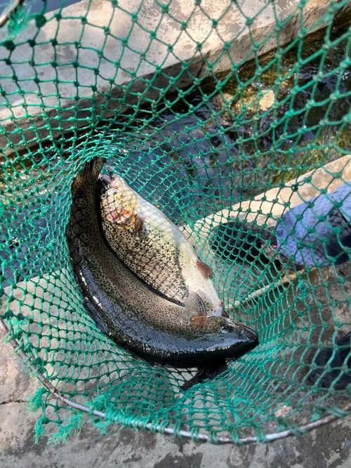 懷柔虹鱒魚(yú)的特別之處在哪里？，懷柔的魚(yú)類資源豐富多樣，品質(zhì)優(yōu)良
