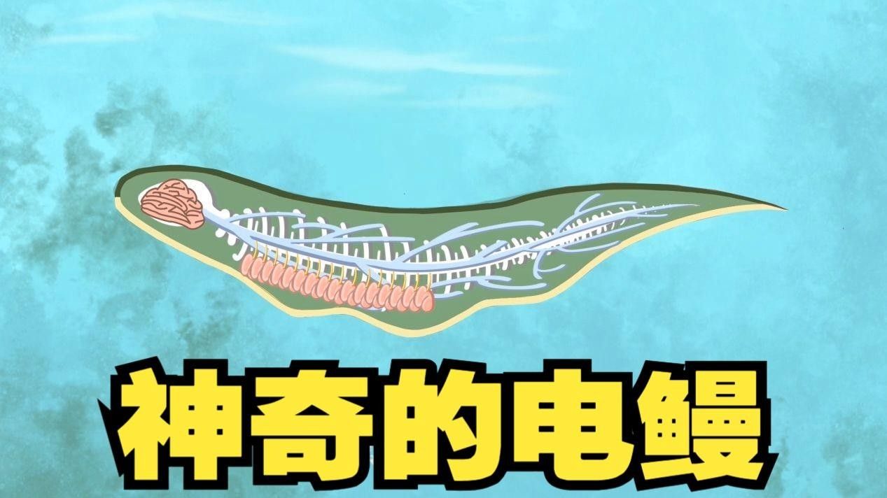 電鰻簡介
