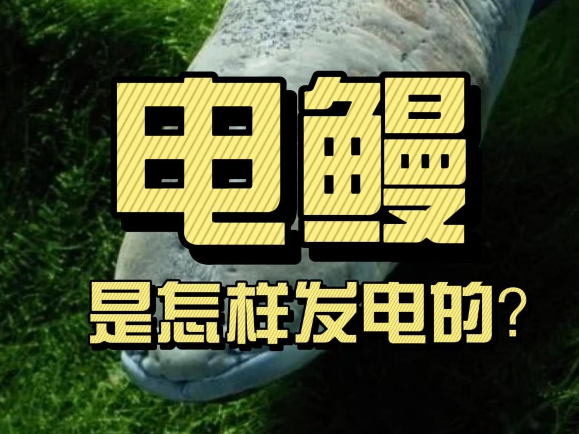 電鰻簡介