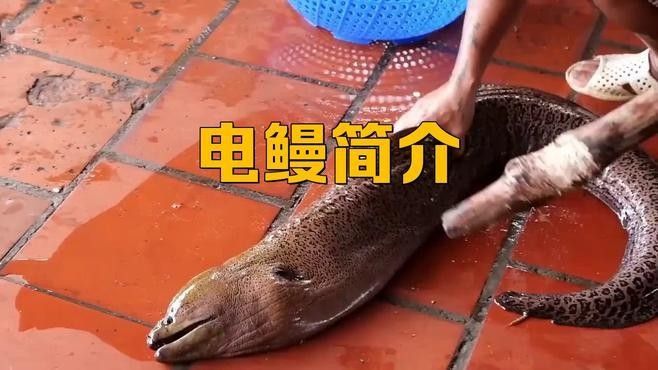 電鰻簡介