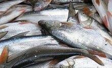 牡丹江流域有哪些著名的魚場牡丹江流域有哪些著名的魚場，牡丹江大江的魚類資源 牡丹江流域有哪些著名的魚場牡丹江流域有哪些著名的魚場，牡丹江大江的魚類資源 觀賞魚百科 第3張